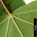 SpeciesSub: subsp. macropterum